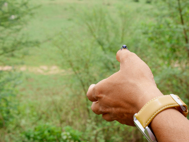 Мужская рука представляет насекомое на пальце вокруг естественного зеленого фона. - Фото, изображение