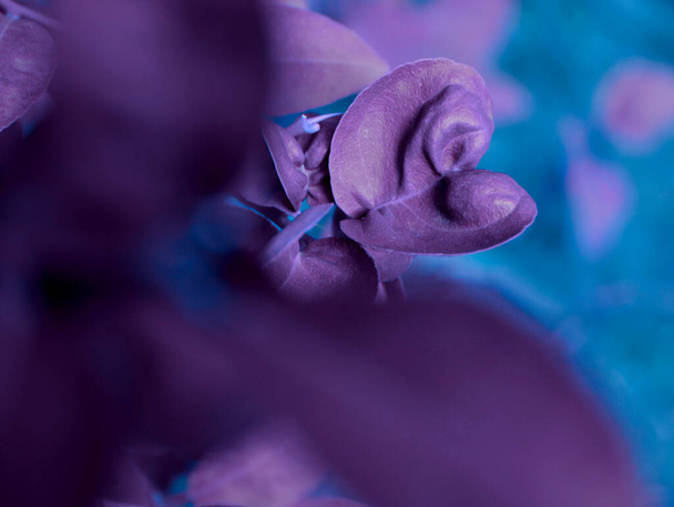 Heart shape purple color leaf on focus between blur leaves shot. - Foto, imagen