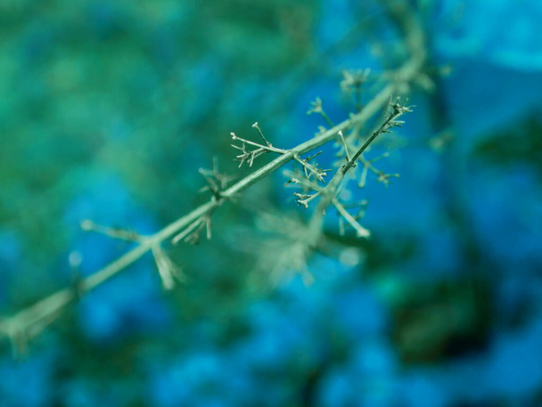 Planta de espina palo de madera en el foco alrededor de color turquesa borrosa hojas campo natural. - Foto, Imagen