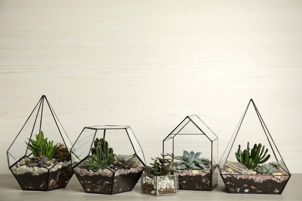 Different florariums with beautiful succulents on wooden table against white background, space for text - Valokuva, kuva
