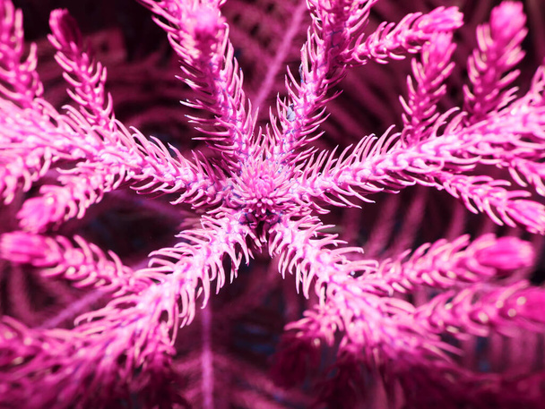 Designer colorful thorn leaves image, nature commercial background presenting on full frame shot. - Foto, afbeelding