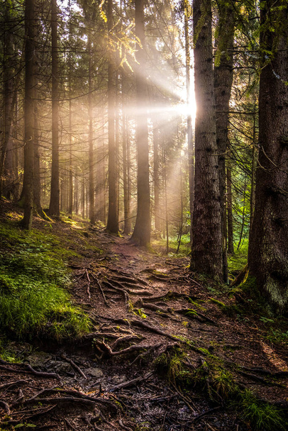 Ormanda sabah güneşi - Fotoğraf, Görsel