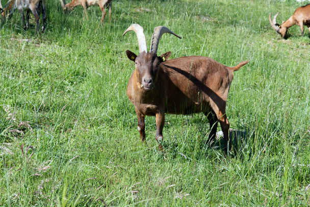 A chamois goat is standing in the grass - Photo, Image
