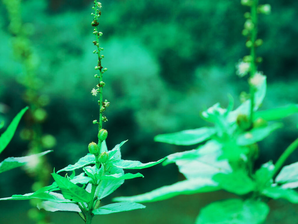 Trópusi ázsiai növény zöld levelek kép, Természet szépség kereskedelmi háttér szöveges hely. - Fotó, kép