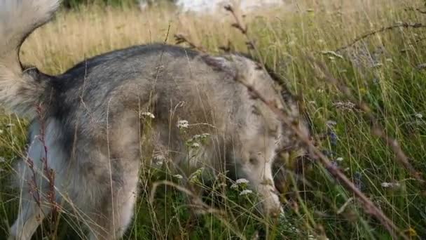  alaszkai malamut kutya a nyári mezőn - Felvétel, videó
