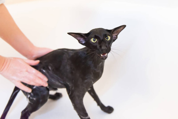 Black wet oriental cat washing in bath - Photo, Image