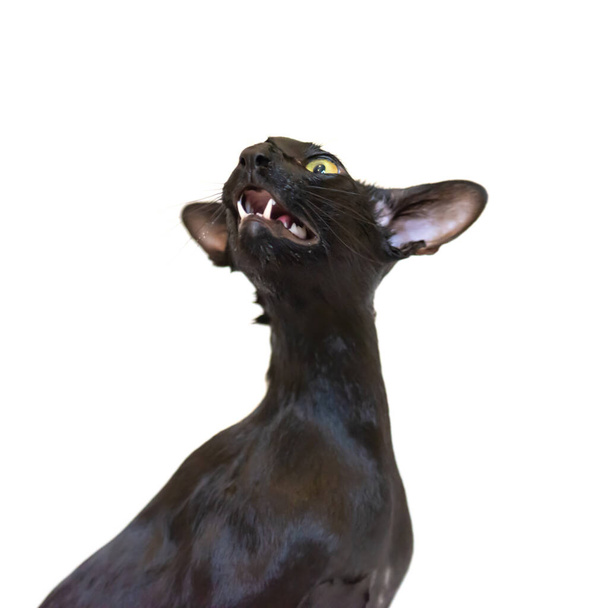Fekete keleti vicces macska elszigetelt -on fehér - Fotó, kép