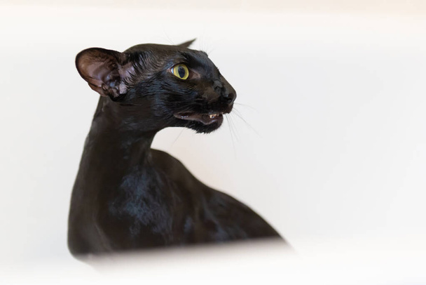 czarny orientalny zabawny kot odizolowany na biały - Zdjęcie, obraz