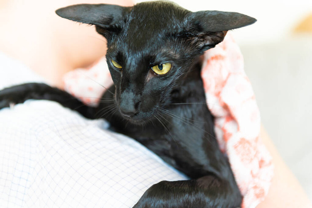 お風呂に入った後の黒ぬれた東洋の猫 - 写真・画像