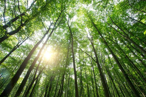 Orman ağaçları. doğa yeşil ahşap güneş ışığı arka planı - Fotoğraf, Görsel