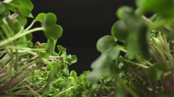 micro greens raw and super food full of vitamins and minerals healthy eating  - Кадры, видео