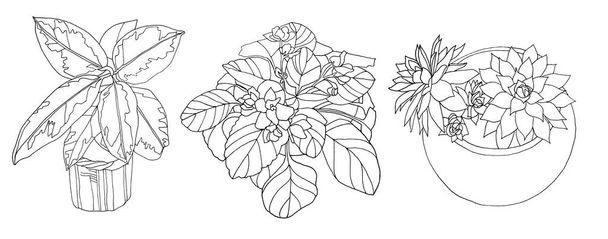 Black line art ficus, suculenta echeveria, violeta en maceta planta casera con hojas aisladas sobre fondo blanco. Objeto creativo de arte para colorear libro, tarjeta, pegatina, textil, floristería - Foto, Imagen