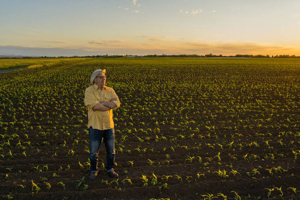 Starszy rolnik stoi na polu kukurydzy. Jest szczęśliwy z powodu udanego siewu.. - Zdjęcie, obraz