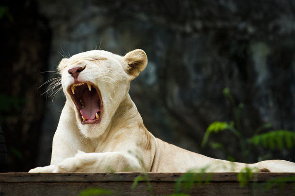 tigre branco bocejo
  - Foto, Imagem