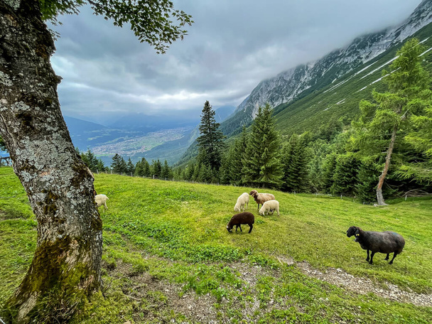 Sheep on a mountain pasture in the Alps - Fotoğraf, Görsel