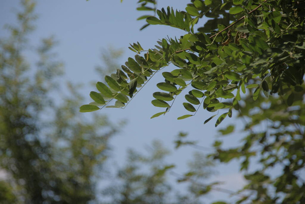 Ağustosta yeşil ağaç yaprakları - Fotoğraf, Görsel