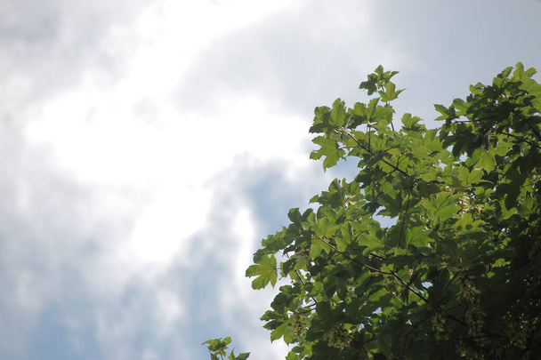 Fák zöld levelei augusztusban - Fotó, kép