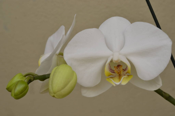 Orchidée. Orchidée blanche dans le jardin à la maison avec des pétales blancs et des bourgeons à ouvrir avec fond blanc, Brésil, Amérique du Sud - Photo, image