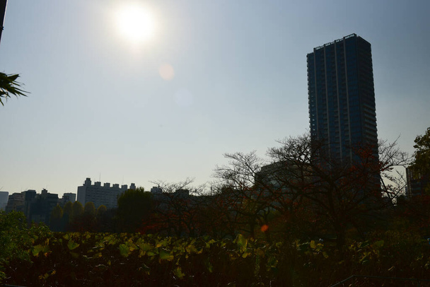 Tokyo, Giappone 27 Novembre 2018 Molte persone non identificate camminano al parco di Ueno e guardano l'albero autunnale nel giardino . - Foto, immagini