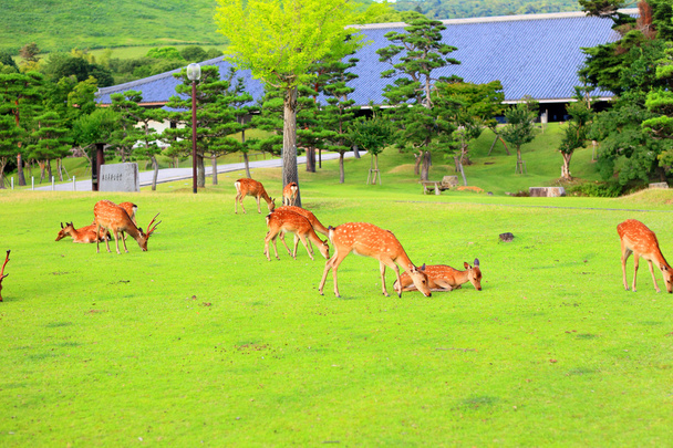 Sika Deer (Cervus nippon) in Giappone
 - Foto, immagini
