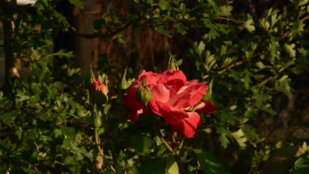 Červeně oranžové okvětní lístky Super Star růže se zelenými poupaty v zahradě - Záběry, video