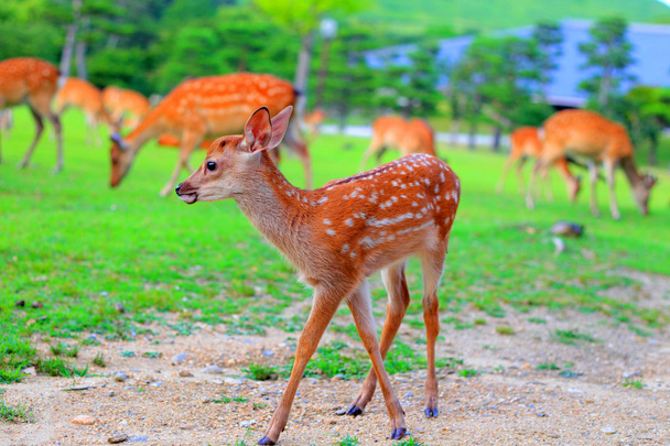 Sika Deer (Cervus nippon) fauve au Japon
 - Photo, image
