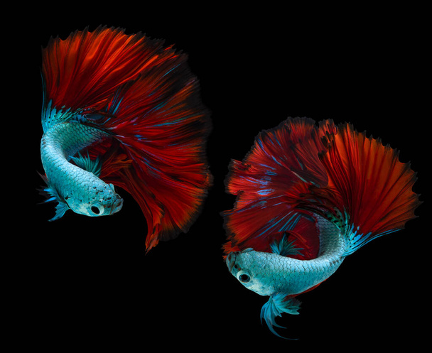 Close up of two blue red Betta fish. Beautiful Siamese fighting fish, Betta splendens isolated on black background. - Photo, Image