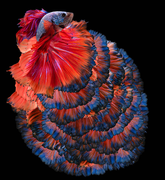 Прекрасний червоний синій сіамський бій з рибою, бета - пишнотою (Rosetail), боротьба з рибою на чорному тлі.. - Фото, зображення
