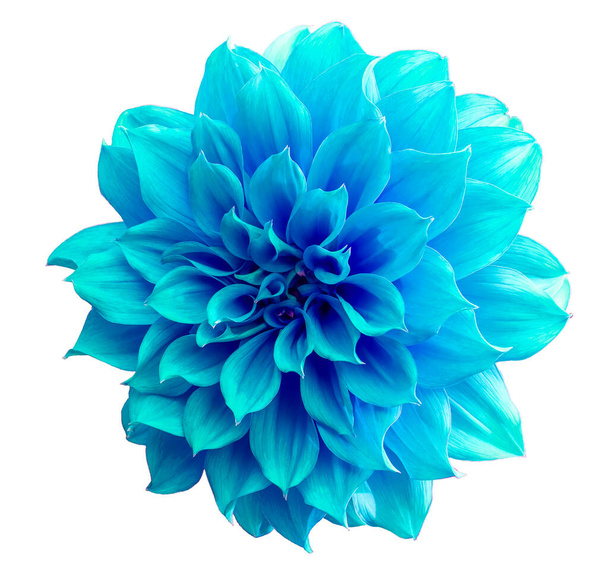Закрыть синий цветок Далия, Далия изолированы на белом фоне. - Фото, изображение