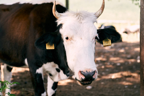 Cow with tags on its ears stands in the pasture - 写真・画像