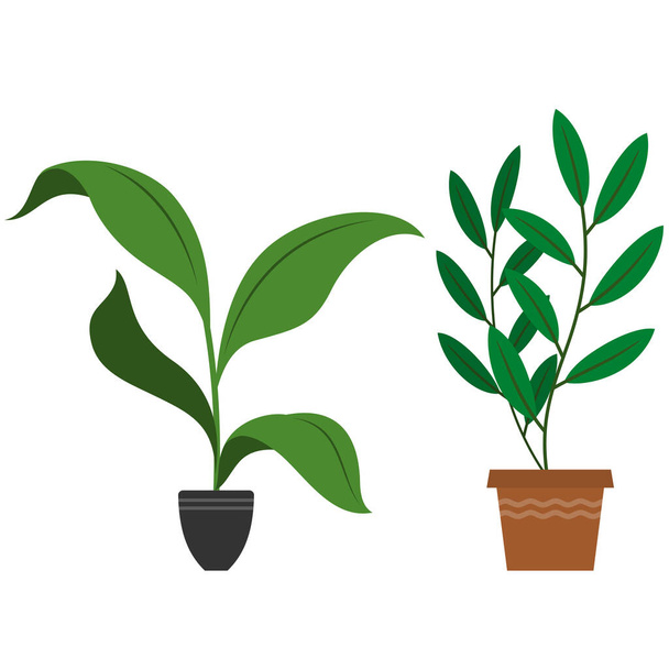 Vector design of potted indoor decoration plants - Vector, Image