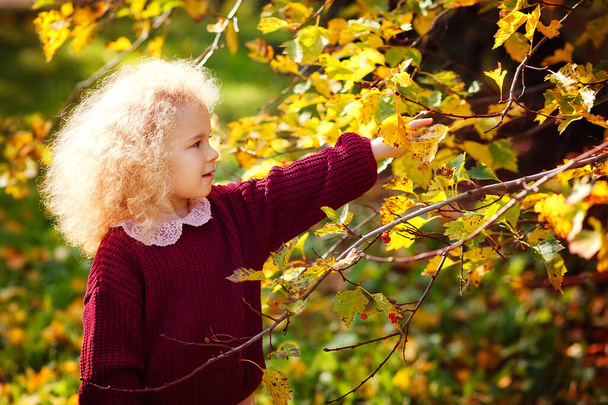 Ein kleines blondes Mädchen im weinroten Pullover pflückt im Herbst gelbe Blätter im Park. - Foto, Bild