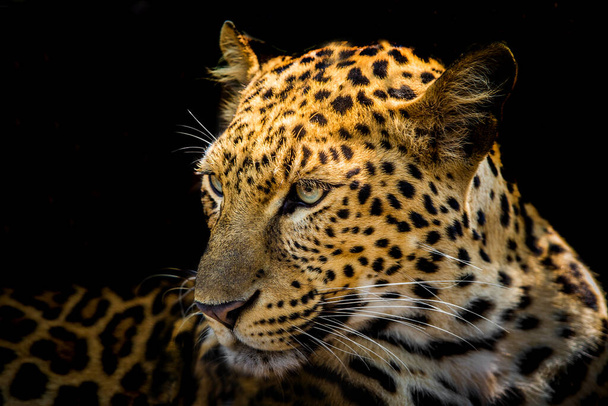 Close up of Leopard isolated on black background. - Фото, зображення