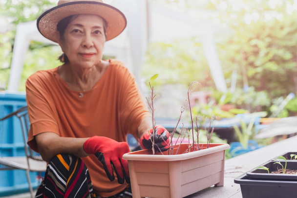 Outdoor in summer elderly woman planting flowers and herbs. - Foto, Imagem