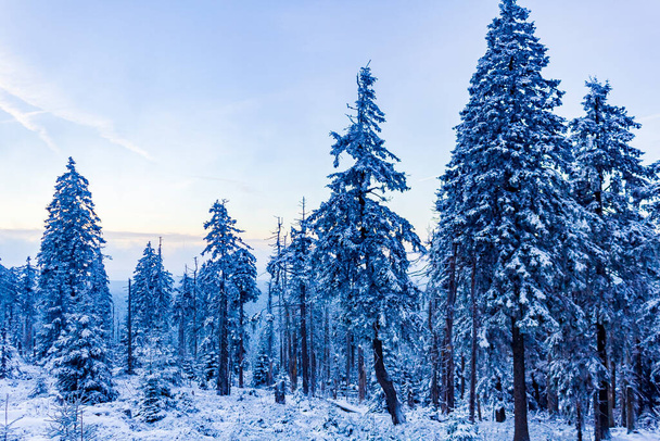 Forest landscape at night with snowed in icy fir trees on Brocken mountain in Harz mountains Wernigerode Saxony-Anhalt Germany - Foto, immagini