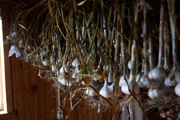 Garlic hangs drying in the house - 写真・画像