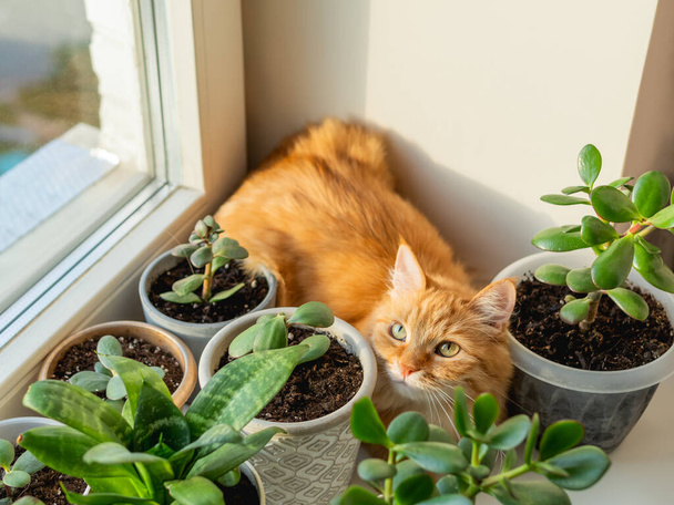 Cute ginger cat hiding on window sill among flower pots with houseplants. Fluffy domestic animal near succulent Crassula plants. Cozy home lit with sunlight. - Foto, afbeelding