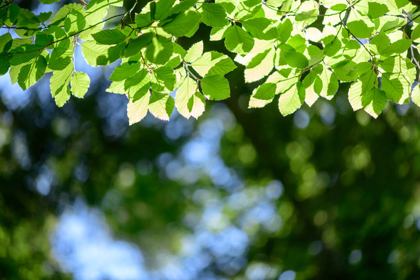 春の小枝に緑のブナの葉のクローズアップ自然風景 - 写真・画像