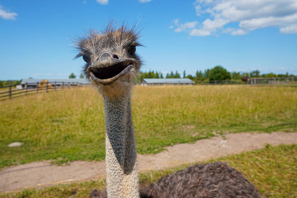 There is an ostrich on an ostrich farm - Фото, изображение