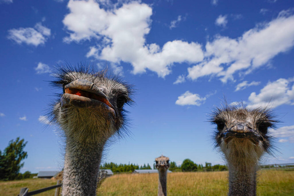 There are an ostrich on an ostrich farm - Фото, изображение