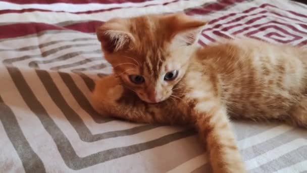 Nuori kissa leikkii sängyllä. Kotimainen punainen inkivääri kissanpentu leikkii kotona. Terveet suloiset kotieläimet ja kissat - Materiaali, video