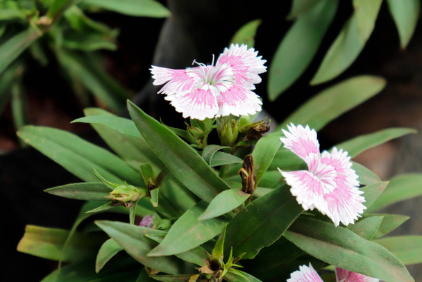 Індіанський диант deltoides maiden рожеві мінінесотські польові квіти - Фото, зображення