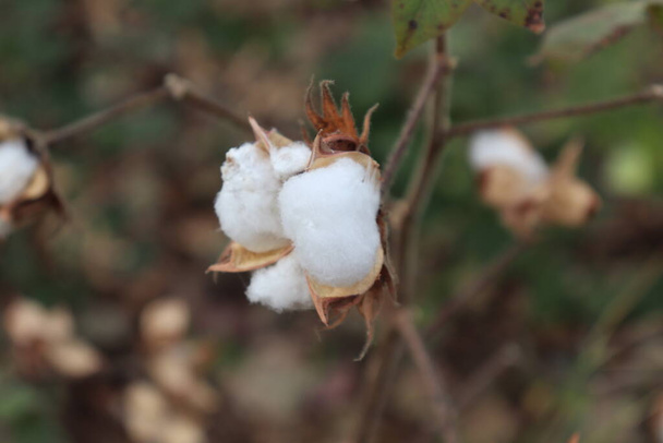 Campo de plantas de algodão. Dia ensolarado Foto - Foto, Imagem