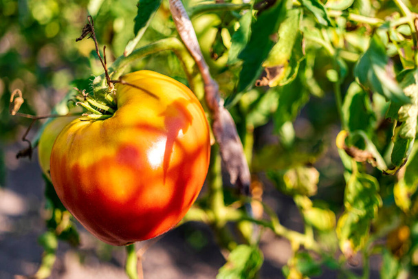 Tuintomaten op de struik. Kruidige groenten op de boerderij. Natuurlijke tomaten kweken in natuurlijke omstandigheden zonder pesciden. Niet-GGO-producten. Selectieve focus - Foto, afbeelding