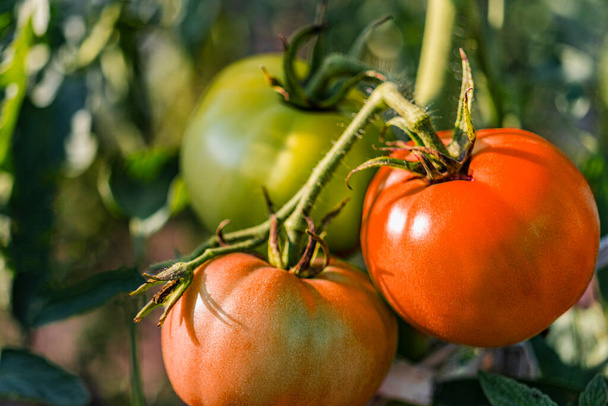 Tuintomaten op de struik. Kruidige groenten op de boerderij. Natuurlijke tomaten kweken in natuurlijke omstandigheden zonder pesciden. Niet-GGO-producten. Selectieve focus - Foto, afbeelding