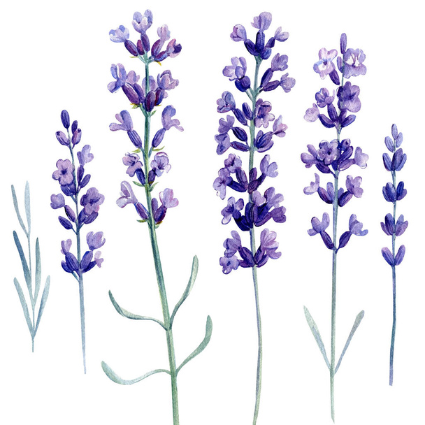 Lavender on isolated white background, watercolor illustration - Photo, Image