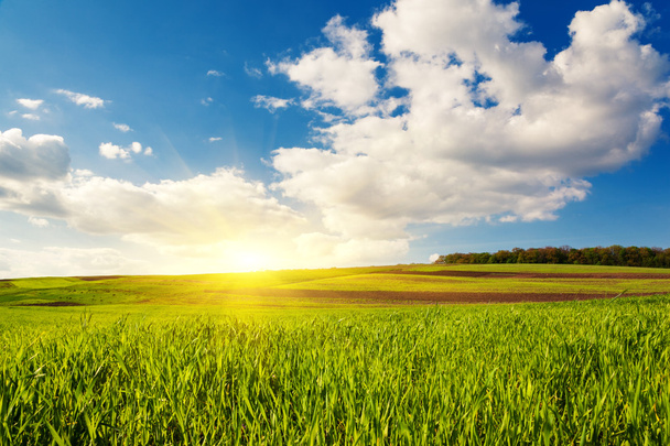 Sunny day in field with blue sky - Photo, Image