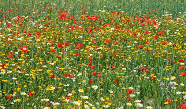 Poppy en witte daisy veld - Foto, afbeelding