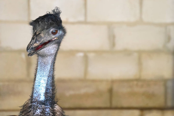 primer plano en la cabeza de un avestruz salvaje negro y un pico grande, ojos rojos y un cuello largo - Foto, Imagen