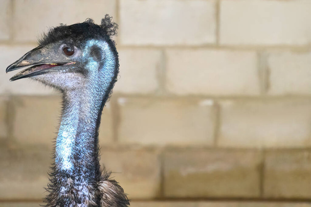 primer plano en la cabeza de un avestruz salvaje negro y un pico grande, ojos rojos y un cuello largo - Foto, Imagen
